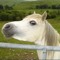 MASSIVE RAPEHORSE