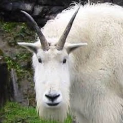 TheGreatWhiteGoatt97
