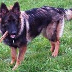 Karin Zimmermann-Burkhard