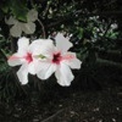 The Smashing Peppers