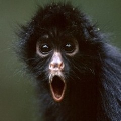 Laird Johan Timander