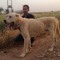 Geilan Kemal