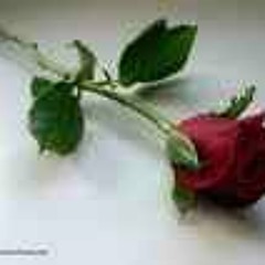 Yomna Adel Galal