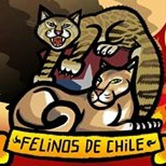Felinos de Chile