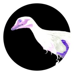 Parvicursor