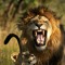 Simon Lion