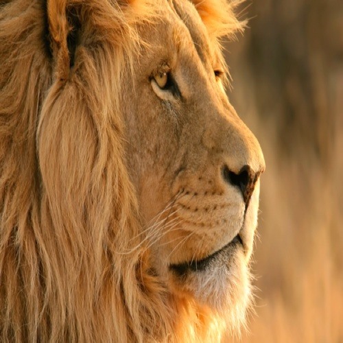 Lion1005’s avatar