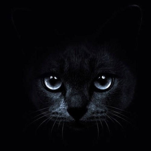 Cat M@K’s avatar