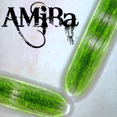 AMiBa