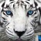 killer-tiger