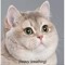Cat Phallus