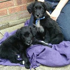 Beethoven - Moonlight Sonata - First movement