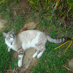 Iara Maria Rocha Venancio