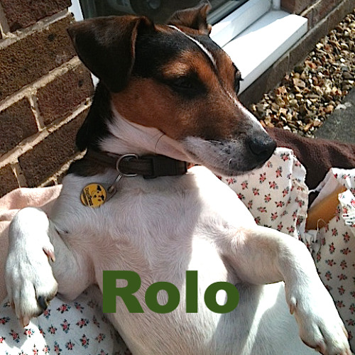 Rolo thoughts 3