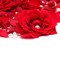 Chuva de Rosas
