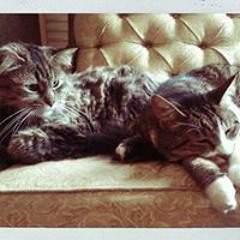 Cherie Bullock Myslinsky