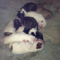 Dominic Evans Robinson