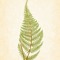 Fougère