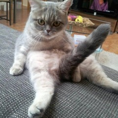 Minthe Palace Bonercat