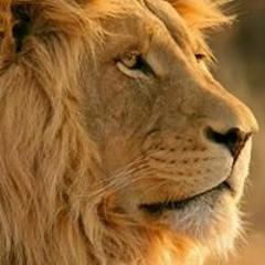 King Bob 9