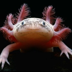 Tata Axolotl