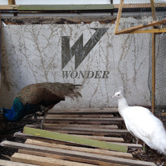 Le Wonder