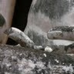 NAN (Naia Anam Nefertari)