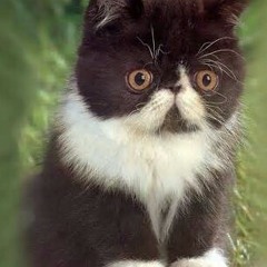 kittehzzzzzzzz