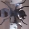 Moogprodigy SETI