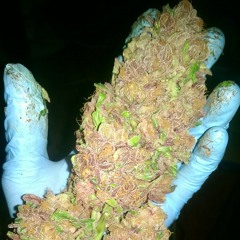 kushtactics420