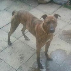 Rich Jimmy Jim Davies