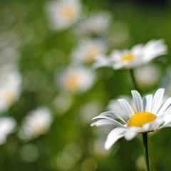 margitsziget