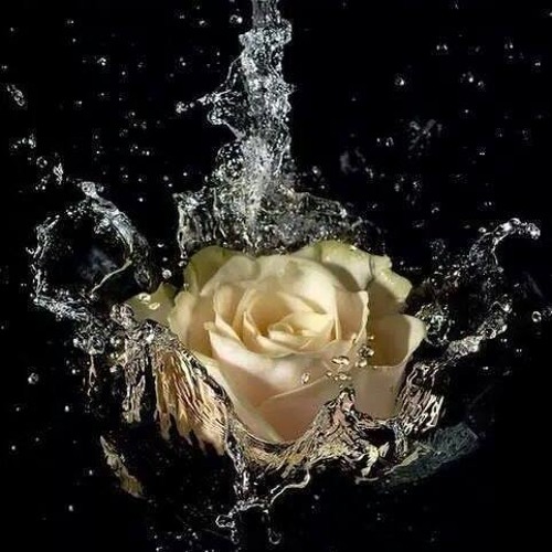 roses lover’s avatar