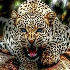 Kalidasshan Punusamy