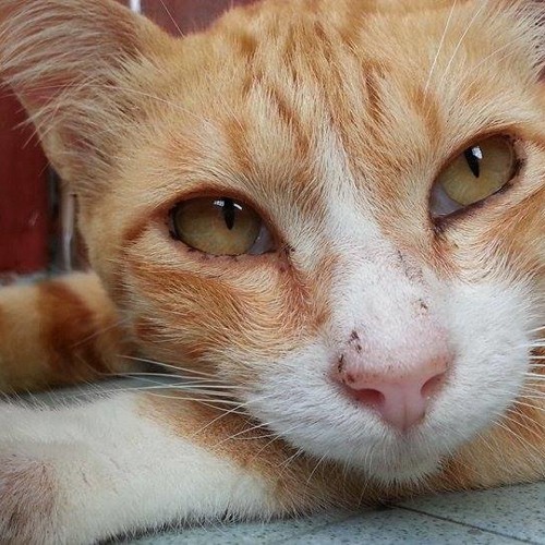 Stream 拥抱 五月天 Mayday By 阿萱ahxuan Listen Online For Free On Soundcloud