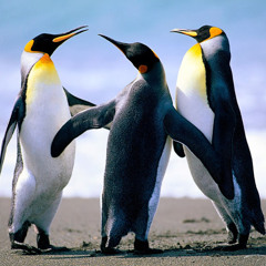 jokubas strazevicius