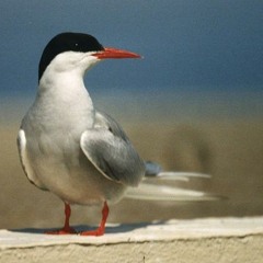 The Predatory Seabirds
