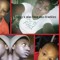 djyoungkidneys