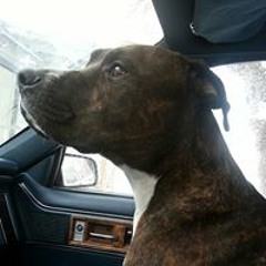 Marjorie Hill-Wildflower