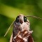 mothVomit