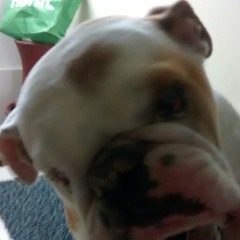 pupi