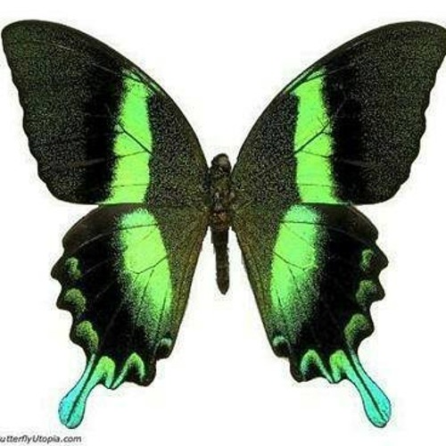 Emerald Papilio Blumei Butterfly Swallowtail Butterfly Butterfly Pictures Beautiful Butterflies