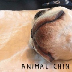 animal chin