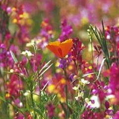 Mary Helen Gillespie