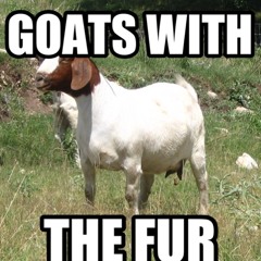 Goats with the fur