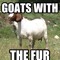 Goats with the fur