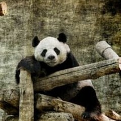 Scherlyn Gifford-Enright