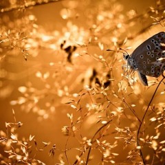 افاطم لو خلتي الحسين