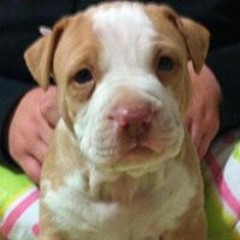 Gerard Soiakefiapoko