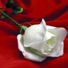 دمع الحسن
